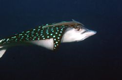Spotted eagle ray with remora, Bonaire by T. Singer 
